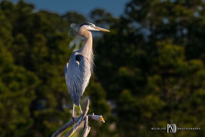 Great Blue Heron