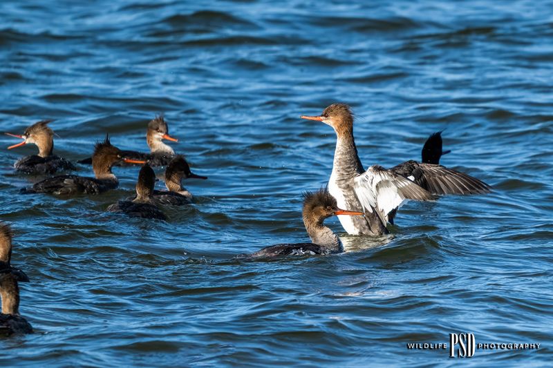 Red-breasted Merganser