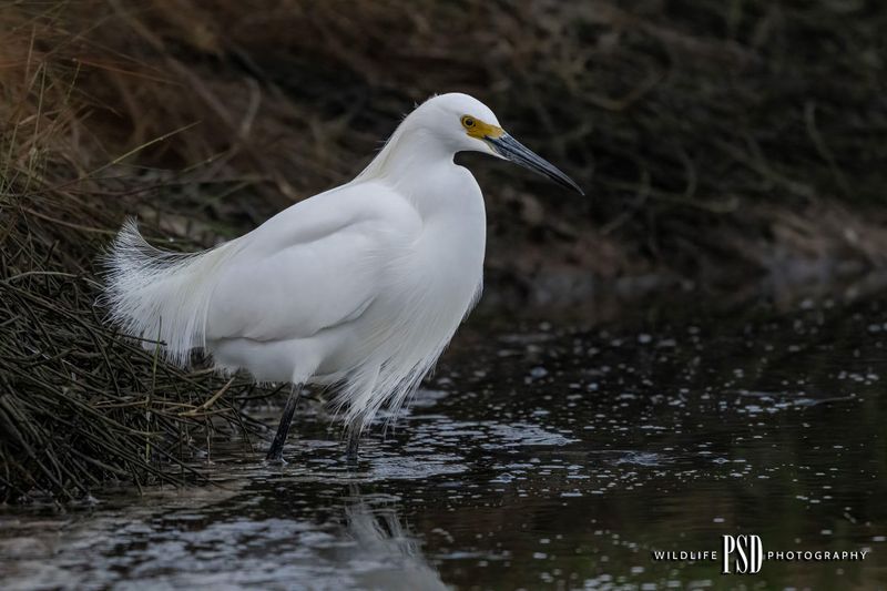 \Snowy-Egret