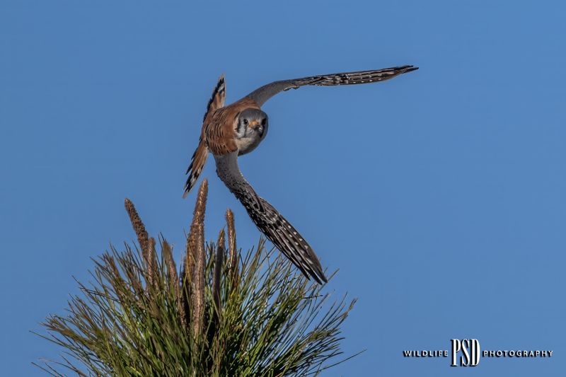 American Kestrel