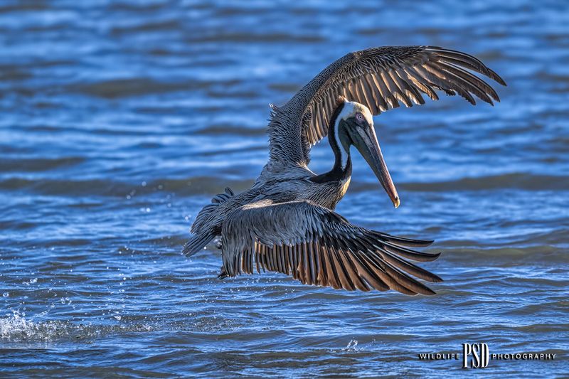Brown Pelican