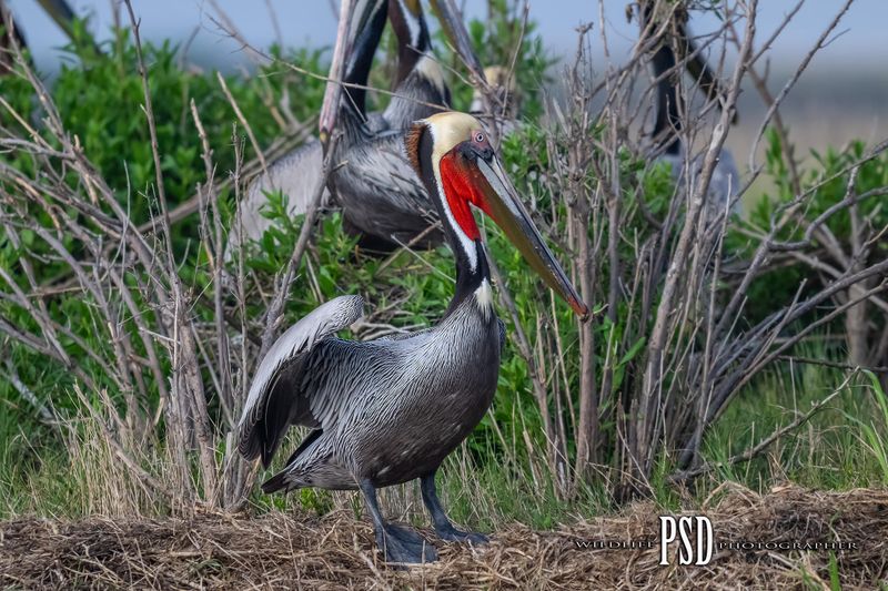 Brown Pelican-Red Neck
