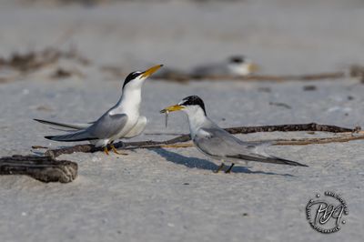 Courtship Least Tern