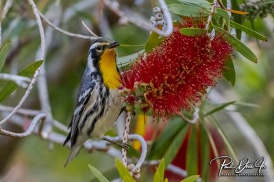 Yellow-throated Warbler