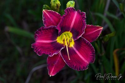 Maroon Daylily