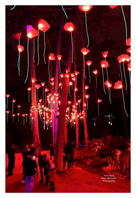 Sentiers lumineux de Noel 17