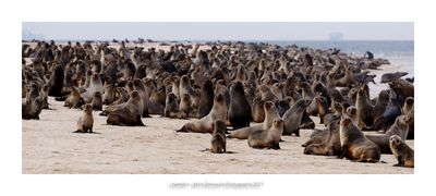 Namibia 2023 - Namib Desert 16