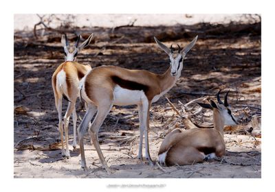 Namibia 2023 - Namib Desert 23