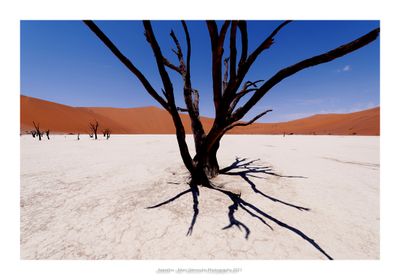 Namibia 2023 - Namib Desert 31