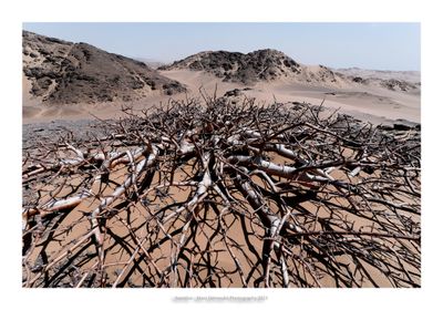 Namibia 2023 - Namib desert 99