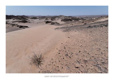 Namibia 2023 - Namib desert 103