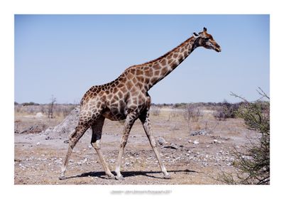 Namibia 2023 - Namib desert 105