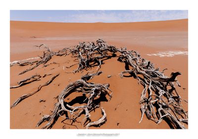 Namibia 2023 - Namib desert 112