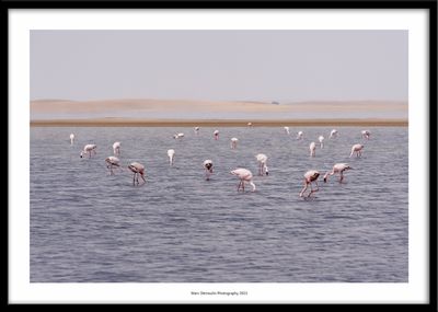 Flamingos - Walvis Bay, Namibia 2023