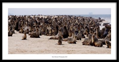 Seals colony - Walvis Bay, Namibia 2023