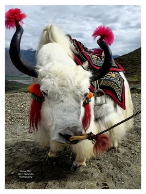 China 2024 - 100