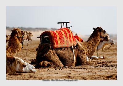 Essaouira - Morocco - 71