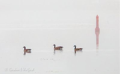 Three Geese Swimming In Fog DSCN114712