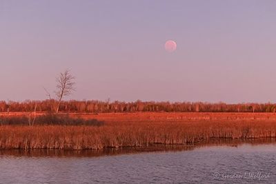 20221108 Lunar Eclipse Beyond the Swale At Dawn 90D42360