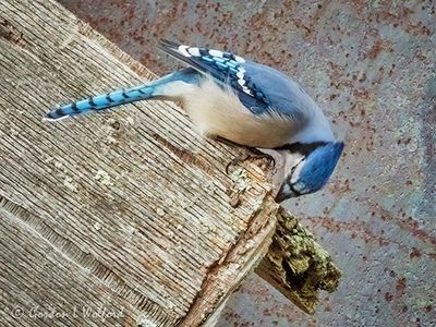 Blue Jay On Rotting Wood DSCN115280