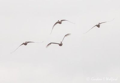 Four Trumpeter Swans In Flight DSCN115333