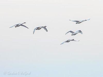 Five Trumpeter Swans In Flight DSCN115854