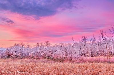 Frosty Trees At Sunrise 90D43682-6