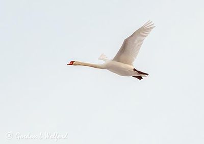 Mute Swan In Flight DSCN115868