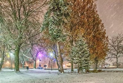Night Snow At Centennial Park 90D43042-6