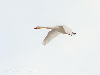 Mute Swan In Flight DSCN115867