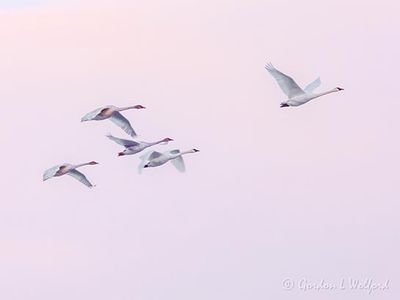 Five Trumpeter Swans In Flight DSCN115855