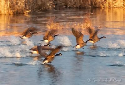 Six Geese Taking Flight DSCN116932