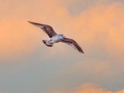 Juvenile Ring-billed Gull In Flight At Sunrise DSCN117029