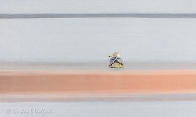 Ring-billed Gull On Ice At Sunrise DSCN117050.3.4