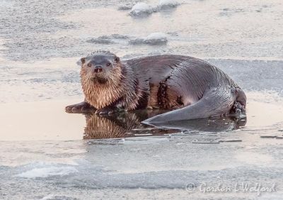 Otter On Ice DSCN117785