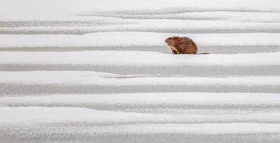 Distant Beaver On Snowy Ice DSCN117434