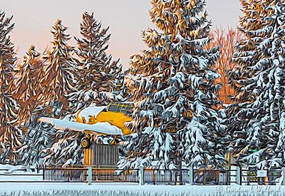 Snowy Yellow Peril Harvard DSCN117881 'Art'