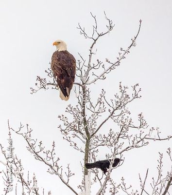 Eagle Perched Above A Crow DSCN117369
