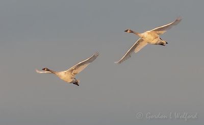 Two Trumpeter Swans In Flight DSCN118413
