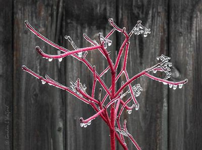 Iced Red Branches DSCN118685