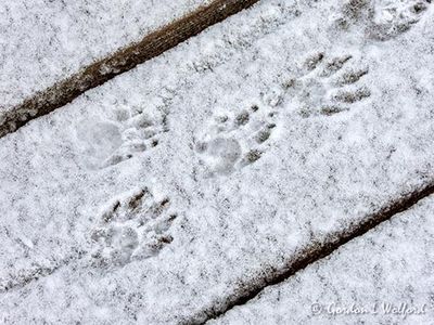 Animal Tracks In Snow DSCN118884