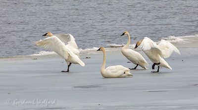 Swan Dance On Ice DSCN118895