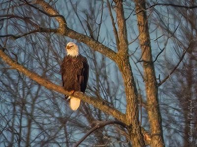 Bald Eagle In A Distant Tree DSCN119082