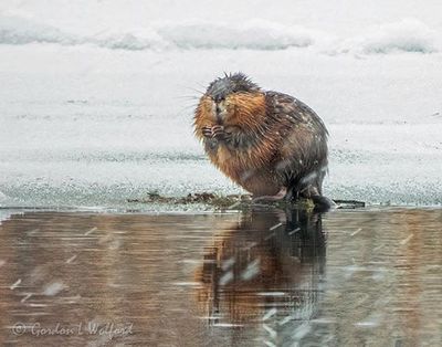 Muskrat On Ice In Falling Snow Reflected DSCN119473