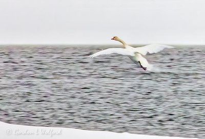 Mute Swan Landing DSCN120054