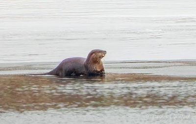 Otter On Ice DSCN120704