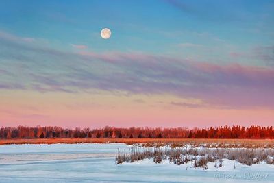 Snow Moon Beyond The Swale At Sunrise 90D54703