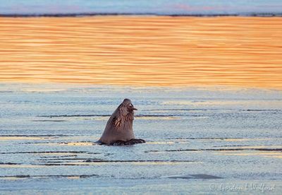 Otter At Breakfast In Ice At Sunrise DSCN121161-4