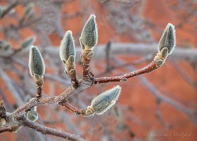 Magnolia Buds P1090729