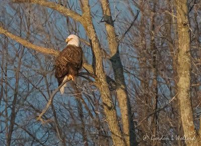 Bald Eagle In Distant Tree DSCN121271